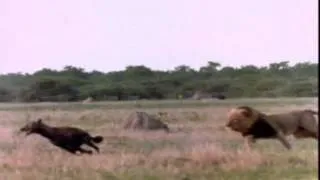 Lion king kills the queen of hyenas, Rate My Science