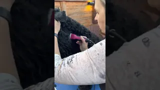 Grooming BRT - neck shaving Black Russian Terrier