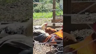 🐔 Chickens Helping with Biochar Processing 🐔 #shorts #chickens #permaculture