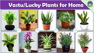 Vastu plants for home | Good luck plants for home | Top 25 Lucky Plants for Home |Best Indoor Plants