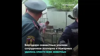 50 животных спасли из горящего зоопарка в Ростове на Дону