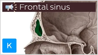 Frontal sinus | Anatomical Terms Pronunciation by Kenhub