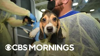 Beagles rescued from inhumane conditions at a breeding facility find loving homes