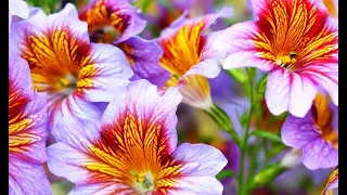 An exclusive flower with unparalleled colour and long blooming all summer until frost