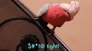 Try Not To Laugh Challenge - Funny bird videos awesome Compilation 2020 #60 - CA