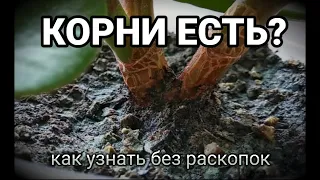 ДЕНЕЖНОЕ ДЕРЕВО. КАК ПРОВЕРИТЬ УКОРЕНИЛСЯ ЛИ ЧЕРЕНОК?