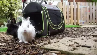 Rabbits Get Their Vaccinations