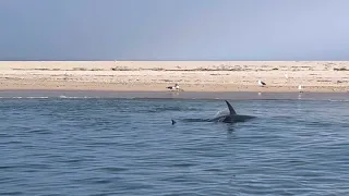 Shark Bites Seal In Half Off Nantucket Island