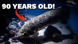 The Oldest Aquarium Fish in the World!