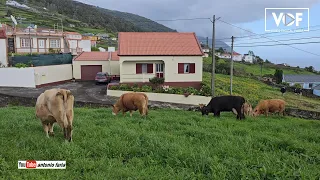 Mudar as vacas para outra Pastagem Ribeira Seca Ilha São Jorge 2023