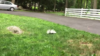 Two Baby Skunks Walking in My Yard