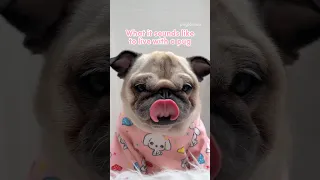 What it sounds like to live with a PUG 😂🙌🏼 #pug #dog #asmr