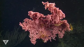 Deep relaxation: Breathe and unwind in deep-sea coral and sponge gardens