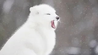 ARCTIC FOXES in the Snow