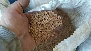 Підготовка пшениці до посіву