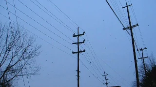 Crow Flight at Union Terminal