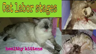 how to tell if your cat is in labor/ Paano manganak ang pusa? Tara talakayin na natin.
