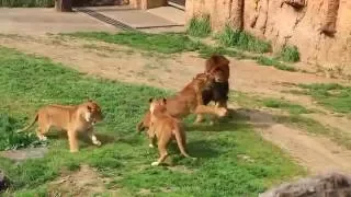 Lions battle