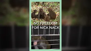 Monkeys In Nature Know Freedom, Nick Nack Only Knows Terror
