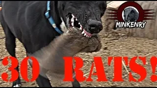 Mink and Dogs DESTROY 30 RATS!!!