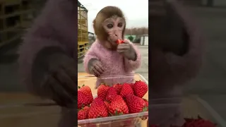 Monkey eat strawberry 🍓