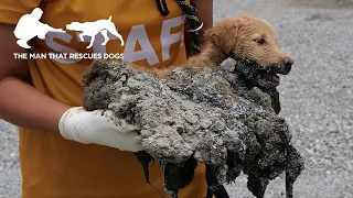 Puppies Trapped In Tar Rescued & Update