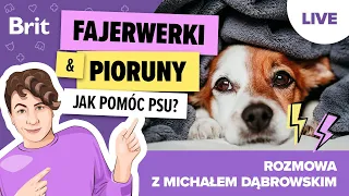 LIVE z Michałem Dąbrowskim: Jak wspierać psa podczas sylwestra lub burzy? - Brit Polska