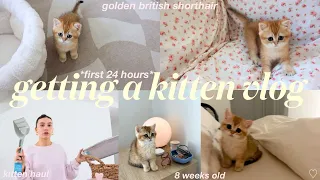 getting a KITTEN vlog🐈🎀 *first 24 hours at home* british shorthair - kitten haul + what to buy