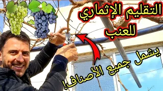 التقليم الإثماري للعنب بطريقة علمية هندسية (شامل كل أصناف العنب)