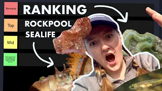 Marine Biologist ranks Rockpooling Sealife Tier List!