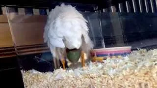 [観覧注意] ヒメウズラ生後3ヶ月半   産卵 Button quail. Laying an egg !