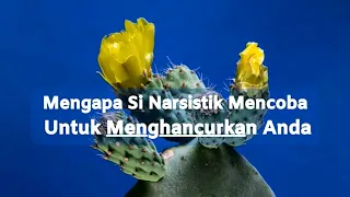 MENGAPA SI NARSISTIK MENCOBA UNTUK MENGHANCURKAN ANDA  #fyp #npd #treatment #foryou #video #healthy