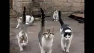 funny cats 3 all laughs