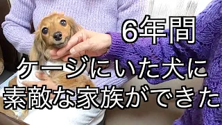 【感動】元保護犬今まで会えなかった家族に会う　夫実家編【カニンヘンダックスえびすの日常】