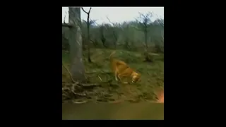 Прайд Львов  нападает на Леопарда из-за добычи. #animal #lion