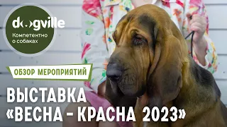 Выставка собак «Весна-красна 2023» – Обзор на выставку РКФ