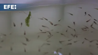 El "ejército" de peces guppy con el que combaten el dengue en Colombia