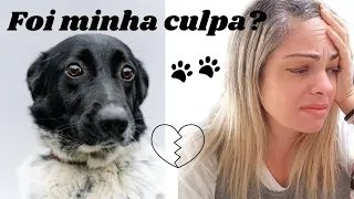 Meu pet partiu! Como lidar com a culpa?😢🐾 #lutopet #luto #culpa #dicaspet