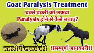 बकरे बकरी को Paralysis होने से कैसे बचाएं/Goat Paralysis Treatment/बकरी के लकवा का ईलाज#goatfarming