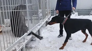 Волк и Доберман , Doberman vs Wolf , Doberman tore the wolf , the biggest wolf in the world