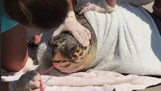 SEATURTLE gets rescued after SWALLOWING fishing NET in Greece|#shorts