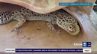 Honolulu Zoo's brings back Love Bites event