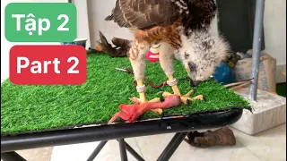 Crested goshawk baby training part 2 - learn how to eat