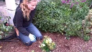 How to Prune Alstroemeria or Peruvian Lily.AVI