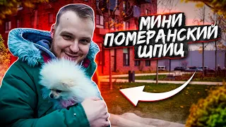 ПОМЕРАНСКИЙ МИНИ ШПИЦ| все о породе| личный опыт| ВСЕ ПРО СОБАК| я просто ОФИГЕЛ!