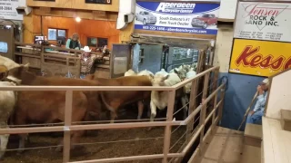Selling feeder cattle 2