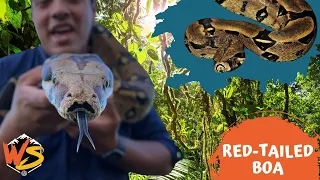 Coils of Elegance: Exploring the World of Colombian Red-Tailed Boas