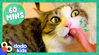 60 Minutes Of Cats And Kittens Being Cute And Silly | 1 Hour Of Animal Videos | Dodo Kids