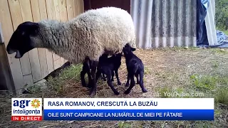 Creșterea oilor din rasa Romanov