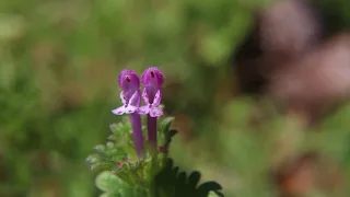 Henbit (Lamium amplexicaule) Wild Edible and Medicinal plants of the Southeastern United states.